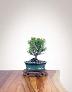 Mugo Pine (MP2204005)