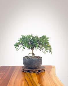 Mirror Tree Nz Native: Mirror Tree (MT2401004)