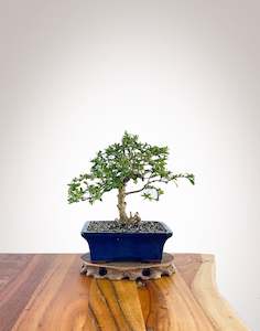 Mirror Tree (MT2308002)