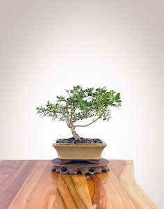 Mirror Tree (MT2303008)