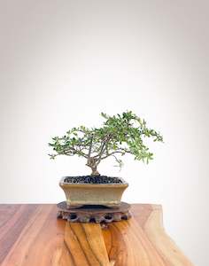 Mirror Tree (MT2303007)