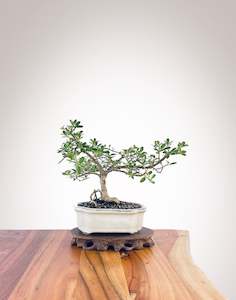 Mirror Tree (MT2303004)