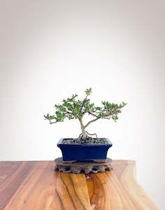 Mirror Tree (MT2212006)