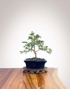 Mirror Tree (MT2212005)