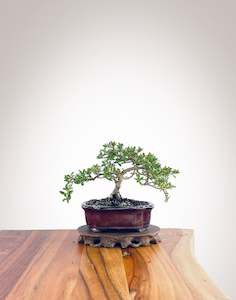 Mirror Tree (MT2212004)