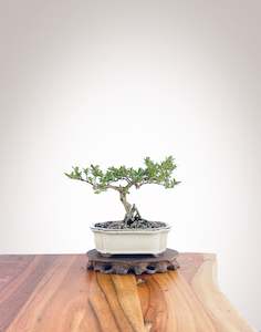 Mirror Tree (MT2212003)