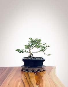 Mirror Tree (MT2212001)