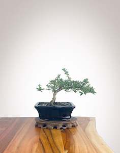 Mirror Tree (MT2210004)