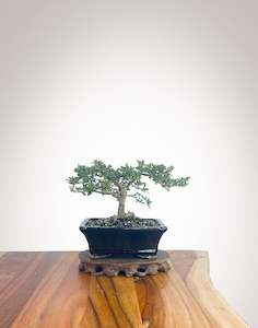 Mirror Tree (MT2210002)