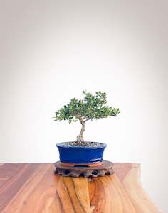 Mirror Tree (MT2208005)