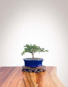 Mirror Tree (MT2208004)