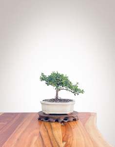 Mirror Tree (MT2208001)