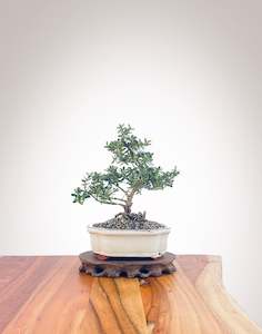 Mirror Tree (MT2206009)