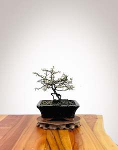 Corokia - NZ Native (2509006)