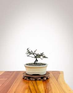 Corokia - NZ Native (2509004)