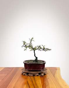 Corokia - NZ Native (2509003）