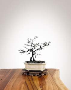 Corokia - NZ Native (25020010)