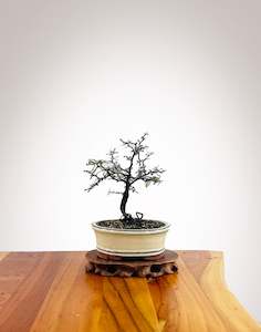 Corokia - NZ Native (2501005)