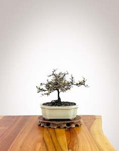 Corokia - NZ Native (XS068)