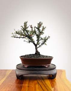 Cotoneaster (CT2501008)