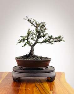 Cotoneaster (CT2501007)