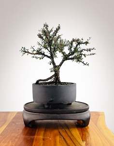 Cotoneaster (CT2501003)