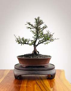 Cotoneaster (CT2501001)