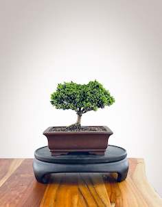 Norway Spruce (NS2311002)