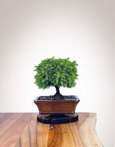 Norway Spruce (NS2111017)