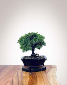 Norway Spruce (NS2111014)