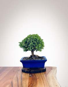 Norway Spruce (NS2111013)