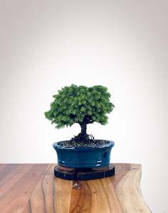 Norway Spruce (NS2111011)