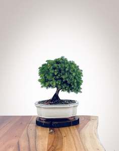 Norway Spruce (NS2111010)