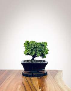 Norway Spruce (NS2110015)