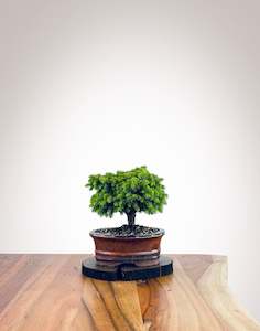 Norway Spruce (NS2110012)