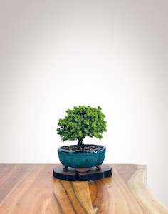 Norway Spruce (NS2110009)