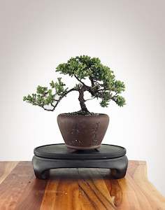 Japanese Juniper (JJ2502009)
