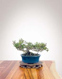 English Ivy Indoor: English Ivy (EI2311001)