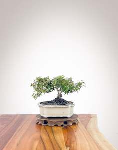 English Ivy (EI2310001)