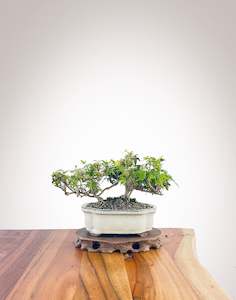 English Ivy (EI2308009)