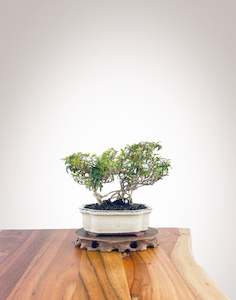 English Ivy (EI2308003)