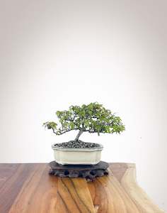 English Ivy (EI2301009)