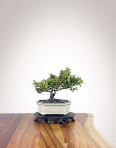 English Ivy (EI2301008)