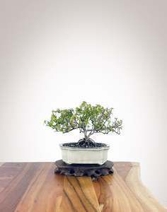 English Ivy (EI2301006)