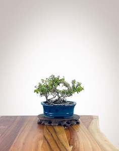 English Ivy (EI2301004)