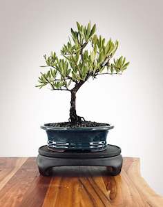 New Zealand Native: Firethorn (FT2502011)