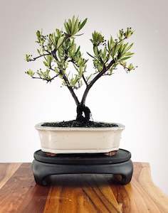 Firethorn (FT2502010)