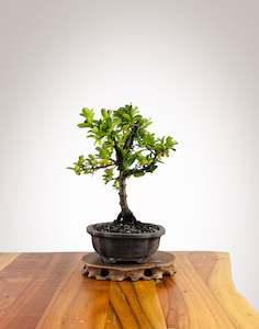 Firethorn (FT2501004)