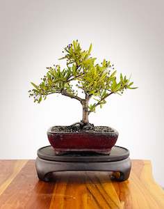 Firethorn (FT2501002)