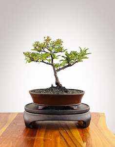 Firethorn (FT2501001)